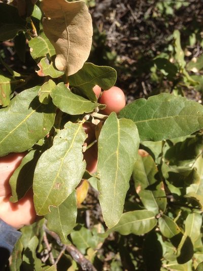Quercus peninsularis, photographed by Adam J. Searcy
