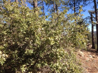 Quercus peninsularis, photographed by Adam J. Searcy