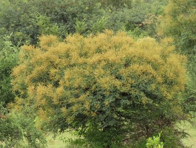 Vachellia leucophloea, photographed by Mittal Gala