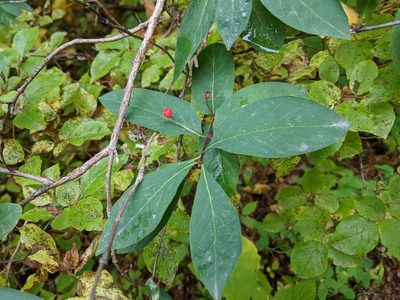 Lonicera conjugialis, photographed by David Anderson