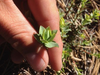 Euphorbia lurida, photographed by Adam J. Searcy