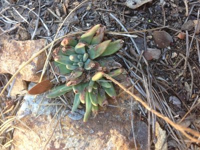 Dudleya pauciflora, photographed by Adam J. Searcy