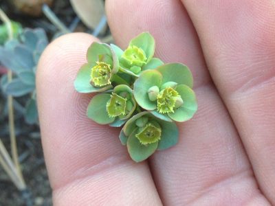 Euphorbia lurida, photographed by Adam J. Searcy