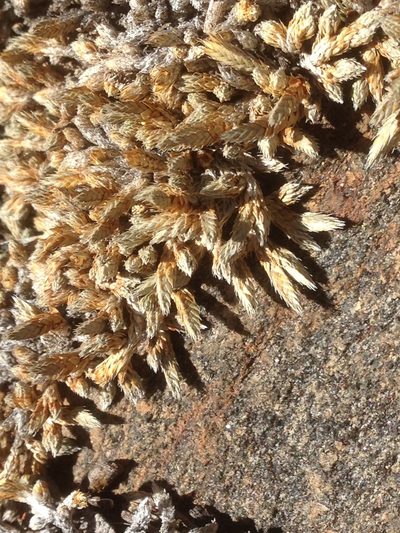 Selaginella asprella, photographed by Adam J. Searcy