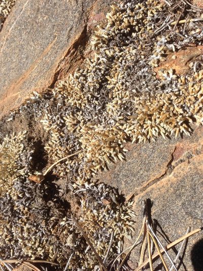 Selaginella asprella, photographed by Adam J. Searcy