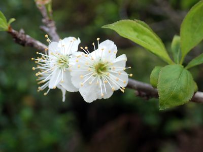 Prunus domestica, photographed by Peter de Lange