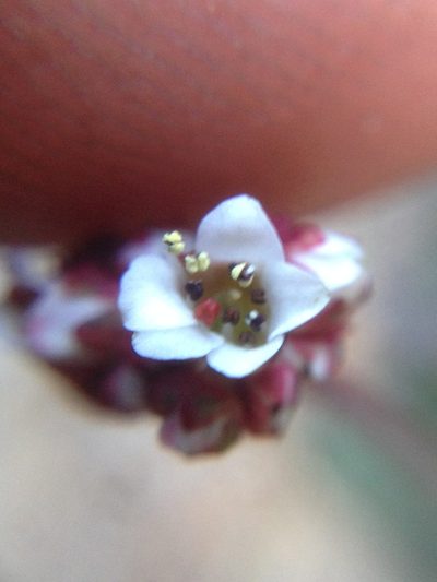 Micranthes eriophora, photographed by Adam J. Searcy