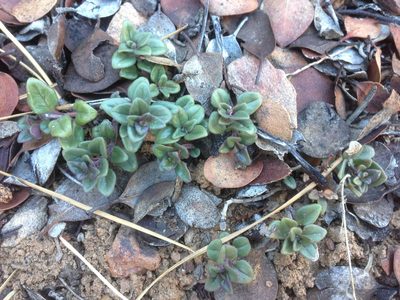 Monardella macrantha, photographed by Adam J. Searcy