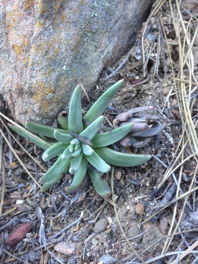 Dudleya pauciflora, photographed by Adam J. Searcy