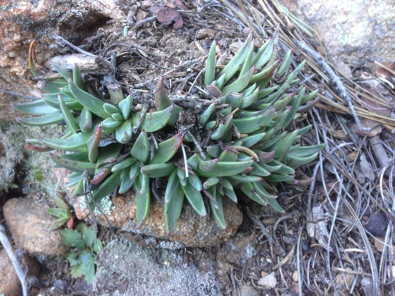 Dudleya pauciflora, photographed by Adam J. Searcy
