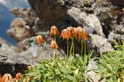 Trifolium polyphyllum, photographed by Natalya Ivanova
