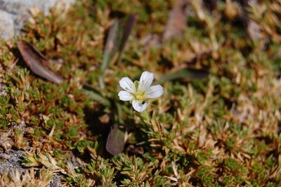 Pseudocherleria imbricata, photographed by Natalya Ivanova