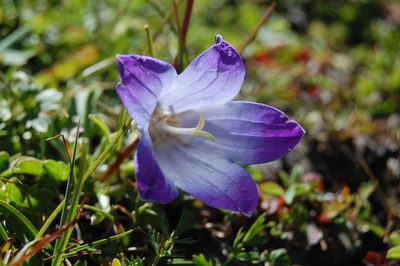 Campanula tridentata, photographed by Natalya Ivanova