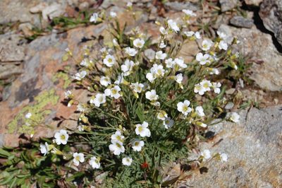 Cherleria circassica, photographed by Natalya Ivanova