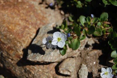 Veronica telephiifolia, photographed by Natalya Ivanova