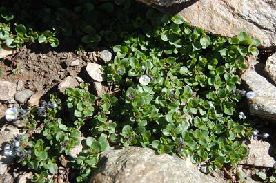Veronica telephiifolia, photographed by Natalya Ivanova