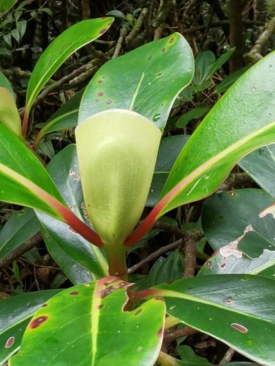Cosmibuena valerii, photographed by Eduardo Chacón Madrigal