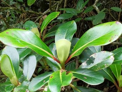 Cosmibuena valerii, photographed by Eduardo Chacón Madrigal