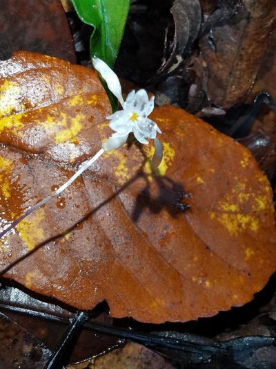 Gymnosiphon suaveolens, photographed by Eduardo Chacón Madrigal