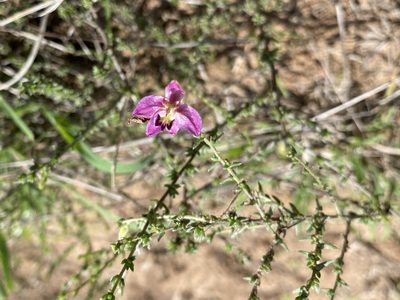 Krameria ramosissima, photographed by Claudio Cantú Muñiz