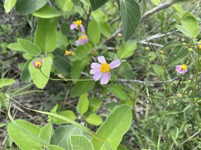 Bidens bipontina, photographed by Claudio Cantú Muñiz