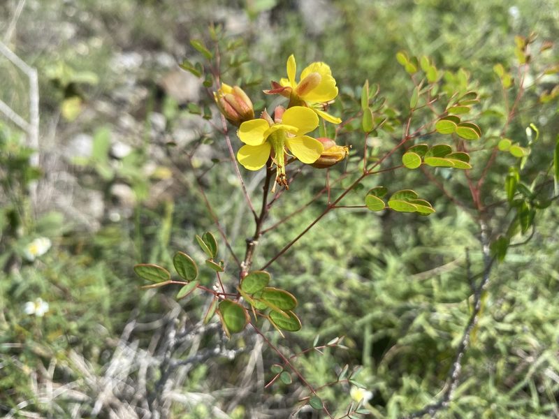 Erythrostemon phyllanthoides, photographed by Claudio Cantú Muñiz