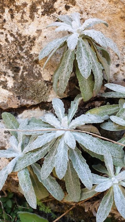 Salvia canescens, photographed by Ким Виктория