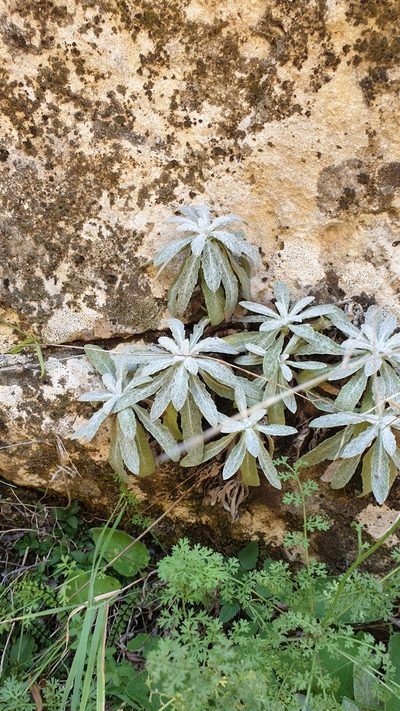 Salvia canescens, photographed by Ким Виктория
