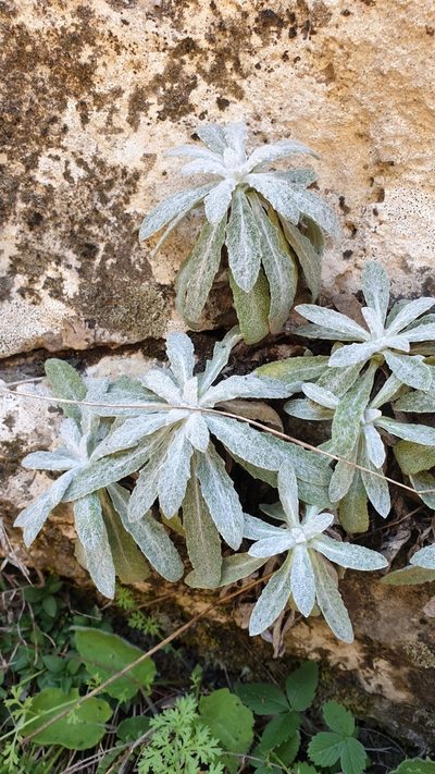 Salvia canescens, photographed by Ким Виктория