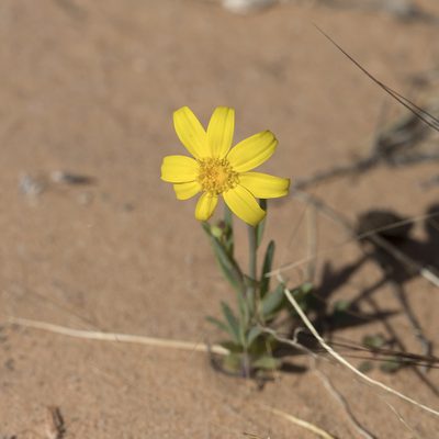 Senecio gregorii, photographed by Kym Nicolson