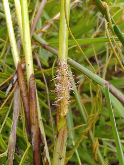 Eleocharis dulcis, photographed by chiuluan