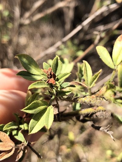 Stylosanthes scabra, photographed by elawrey