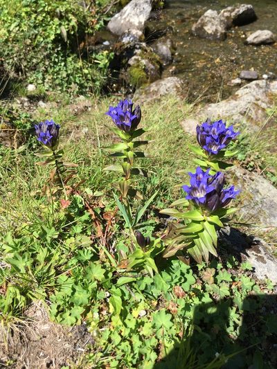 Gentiana dschungarica, photographed by dschigel