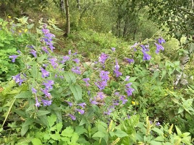 Nepeta sibirica, photographed by dschigel