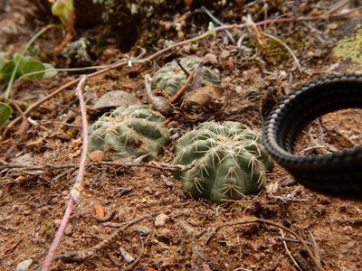 Echinocereus acanthosetus, photographed by Carlos Martorell