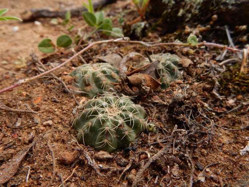 Echinocereus acanthosetus, photographed by Carlos Martorell