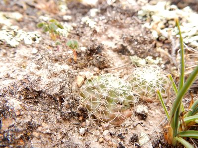 Echinocereus acanthosetus, photographed by Carlos Martorell