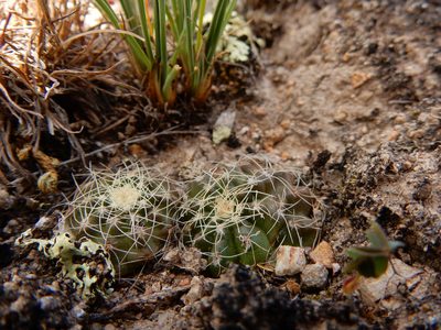 Echinocereus acanthosetus, photographed by Carlos Martorell