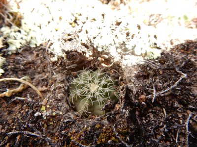 Echinocereus acanthosetus, photographed by Carlos Martorell