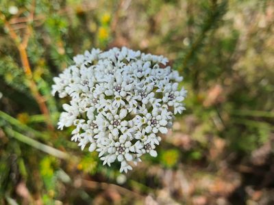 Conospermum longifolium, photographed by Andrew Harvey