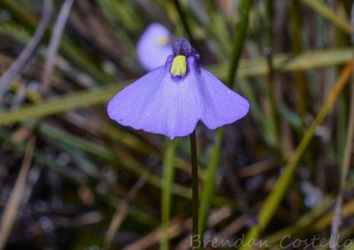 Utricularia barkeri, photographed by Brendan Costello