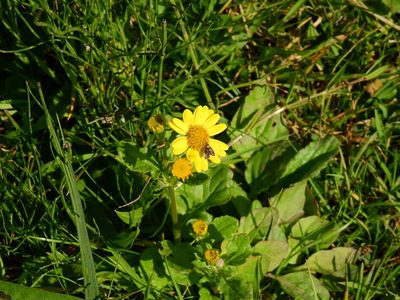Jacobaea aquatica, photographed by Susan Marley