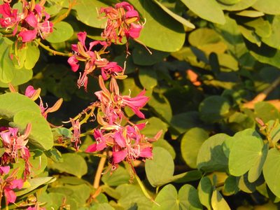 Bauhinia purpurea, photographed by Mittal Gala