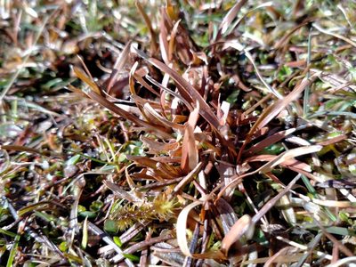 Carex talbotii, photographed by John Barkla
