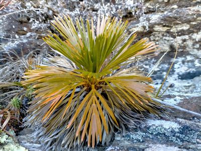 Aciphylla lecomtei, photographed by John Barkla