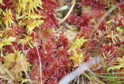 Sphagnum quinquefarium, photographed by nevwright