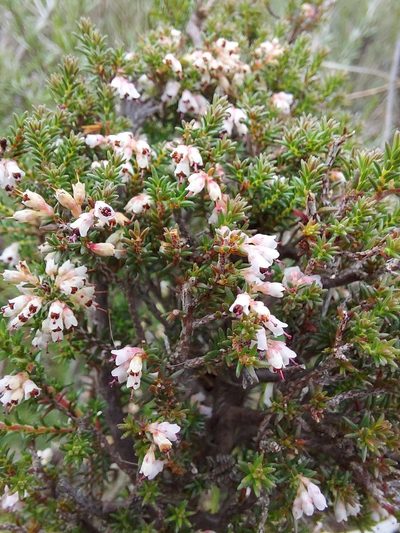 Erica paniculata, photographed by Jacques van der Merwe
