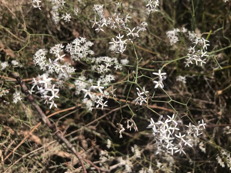 Conospermum flexuosum, photographed by Ann Bentley