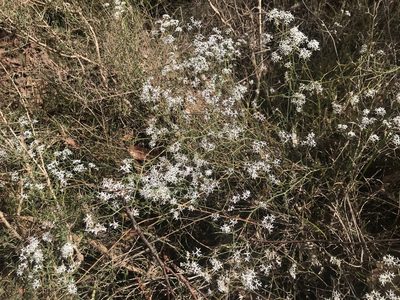 Conospermum flexuosum, photographed by Ann Bentley