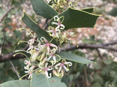 Hakea prostrata, photographed by Ann Bentley